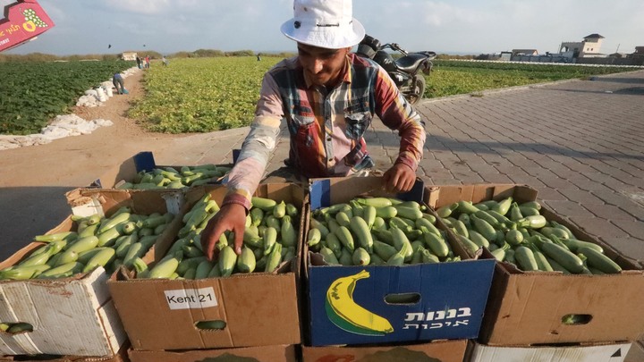 Терроризируют город: Депутат рассказал об овощной мафии в Новосибирске