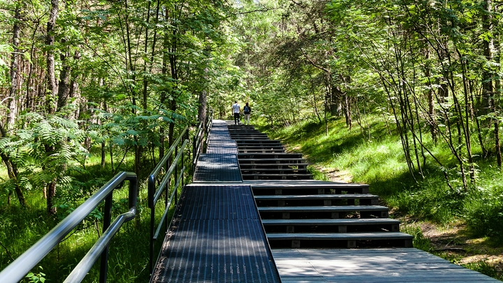 В Перми начнут охранять очень ценные деревья. Их поставят на учет