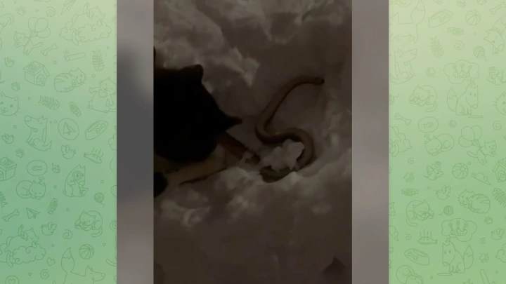 Мёртвого домашнего питона нашли в сугробе в Химках