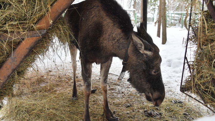 Новость о лосе, зашедшем в пермский автобус, оказалась фейком