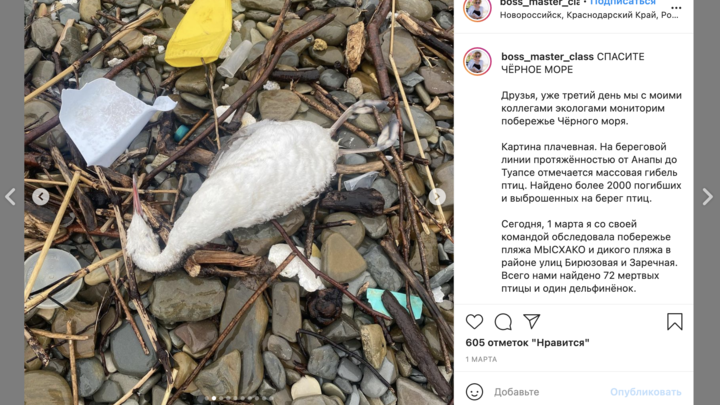 Эксперты установили причины массовой гибели птиц на Черном море