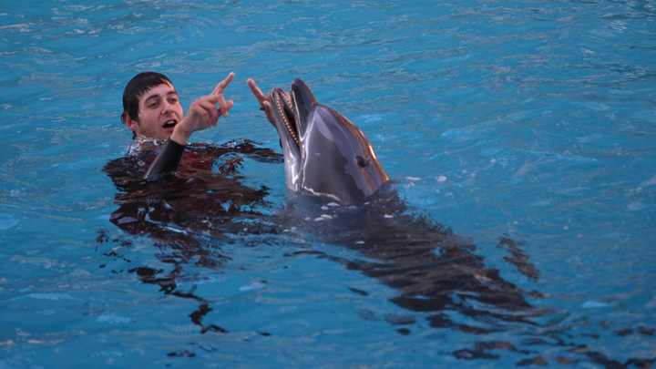 Боевые дельфины - подводный спецназ. Думаете, это шутка? Факты говорят за себя