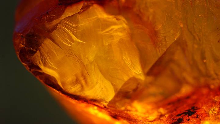 Американские ученые нашли в янтаре жуткого паука-химеру - фото