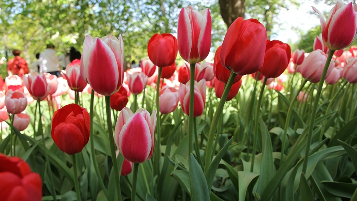 Тюльпаны, хризантемы, лилии: Екатеринбург перед 8 марта закупал цветы самолётами