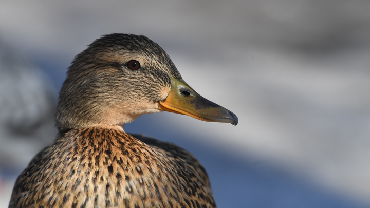 В Москве лодочники могли утонуть после столкновения с плавучим утиным домиком