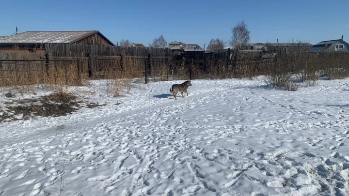 Стая собак напала на 8-летнюю девочку в Хакасии