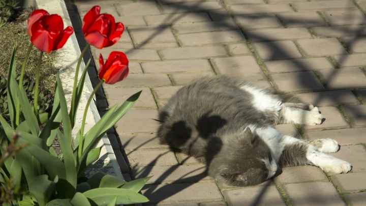 Тишковец: Москва встречает лето без экстремальной жары — предупреждает синоптик