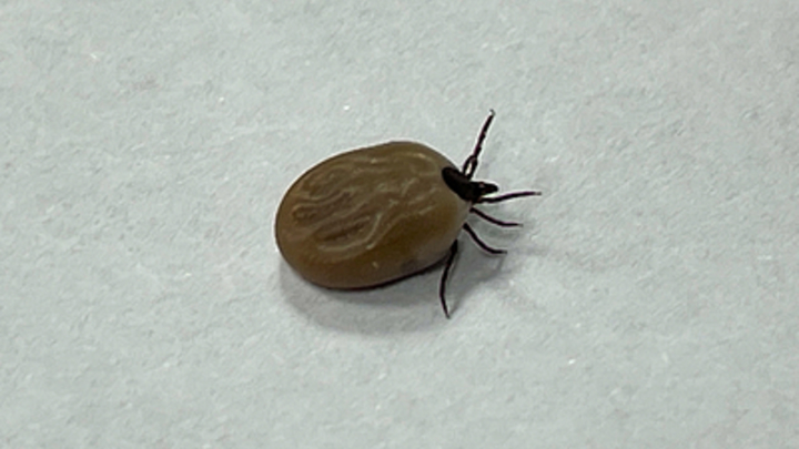 Учёные обнаружили в Сибири клещей, способных вызвать чуму