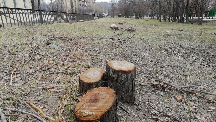Законность вырубки деревьев на улице Горького в Чите проверит прокуратура