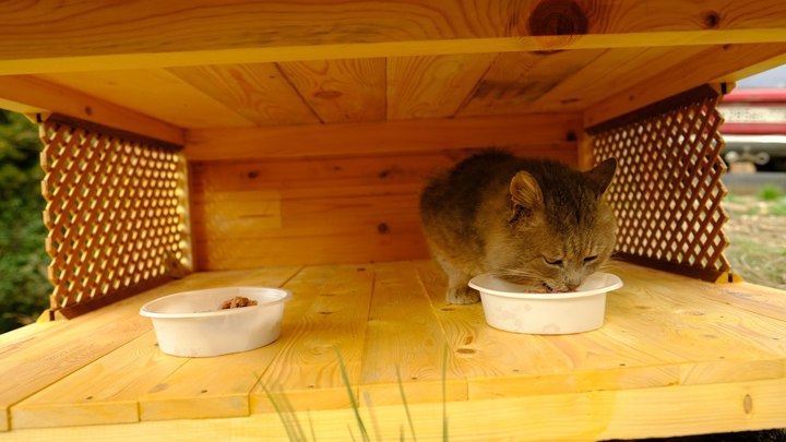 В Алупке построили трехэтажный дом для уличных котов