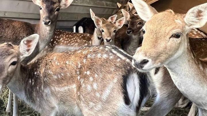 В Туапсинском районе в лес выпустили 15 европейских ланей