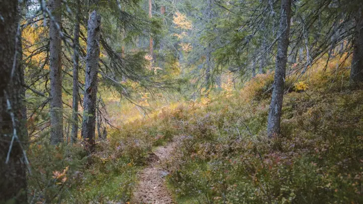 Волонтёры прекратили поиск пропавшего по сценарию Усольцевых экс-спецназовца