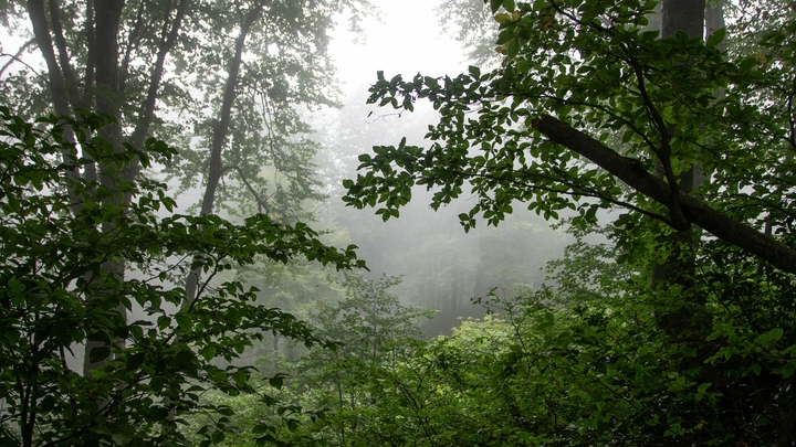 Соседка видела, но промолчала: 3-летнюю девочку несколько суток ищут в Псковской области