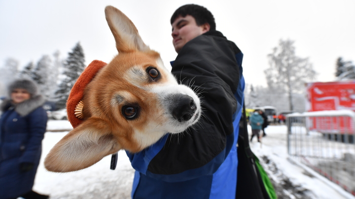 Корги-вечеринка пройдёт 23 декабря во владимирском парке «Загородный»