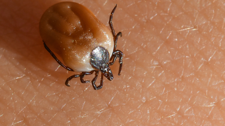 Срочно к врачу: Иммунолог назвал два главных признака укуса клеща