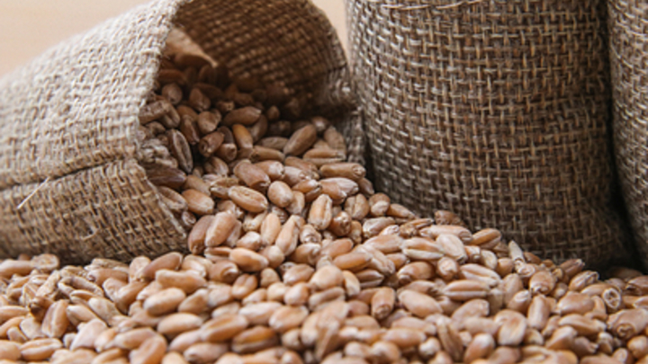 Зерновая сделка отменяется? Россия заготовила мощнейшее решение