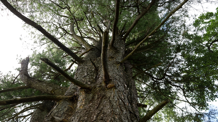 Русским запретили собирать в лесу ещё одном лакомство