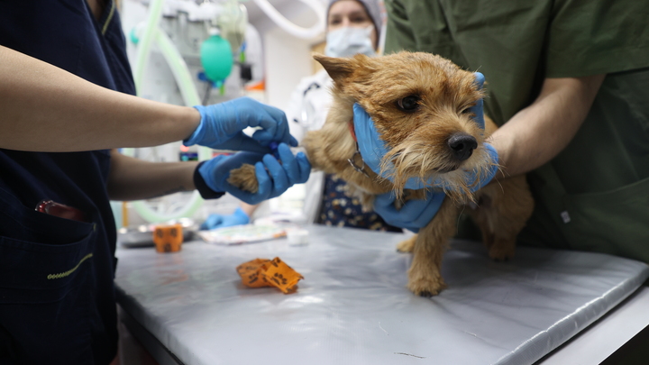 На Запорожье проводится вакцинация животных