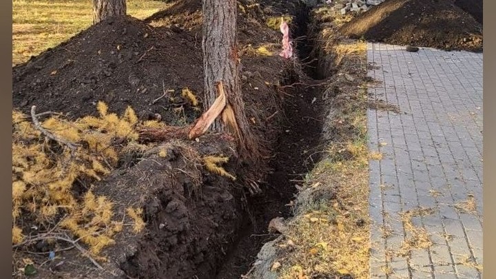 Варварство — в центре Челябинска ради прокладки кабеля уничтожили корни деревьев