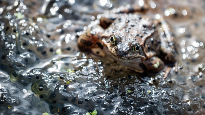 Что происходит в Чернобыле? Лягушки там давно чернеют, уже который год