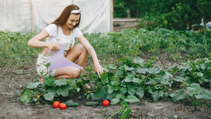 Защитить урожай: без этой подкормки в июле огурцы на даче будут болеть