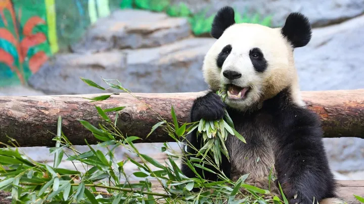 Онлайн-трансляции Московского зоопарка стали доступны на английском языке