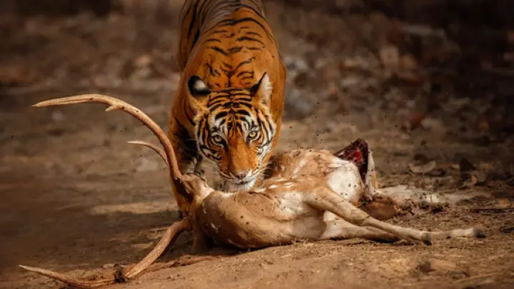 У тигра, убившего рыбака в Приморье, обнаружили застарелую огнестрельную рану