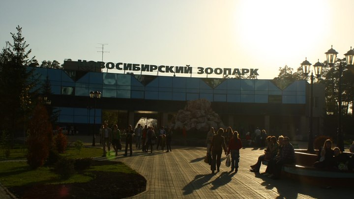 Новосибирский зоопарк пока не нашёл средств на строительство комплекса Африка