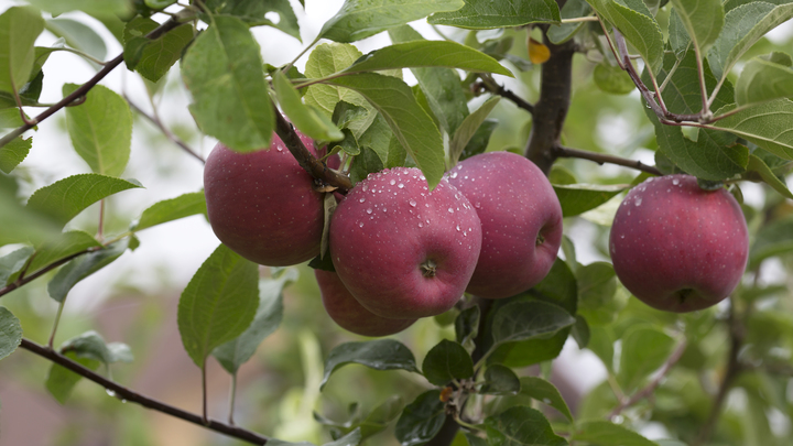 В Уральском гидрометцентре предсказали, каким будет август в Свердловской области