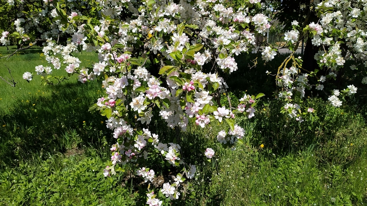 Как бороться с тлёй на даче — совет агронома