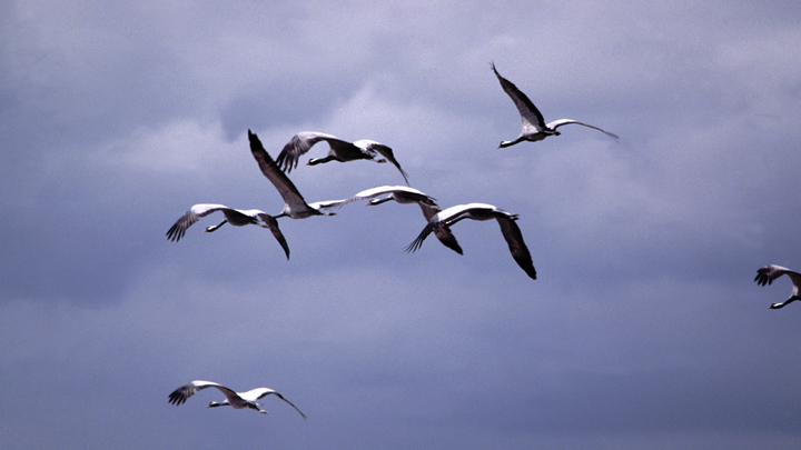 Мурашки по шкуре: Украинцы расплакались, увидев журавлей 9 Мая над памятником героям-ольшанцам