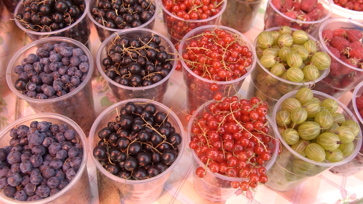 Очень опасно: Гастроэнтеролог предупредила о неполезных садовых ягодах