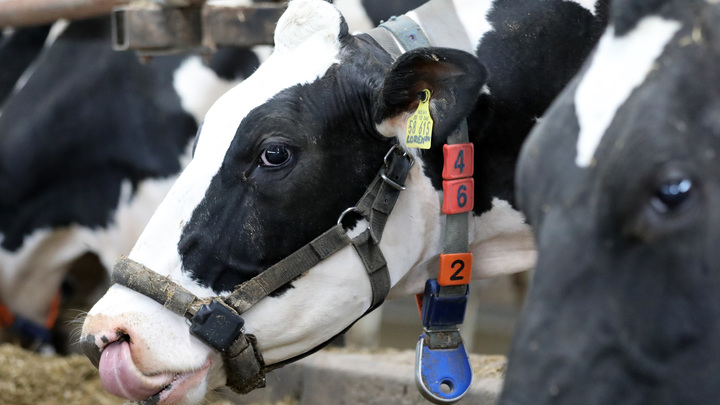 Пенка подошла из-за угла: В Болгарии спасли жизнь сбежавшей из ЕС корове