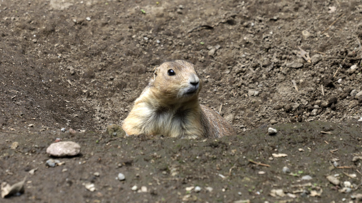 Бобёр из Орехово-Зуева стал виновником переполоха. Проблему решали тяжёлой техникой