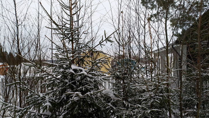 Нижегородцы могут заплатить от 3 тыс. рублей штрафа за незаконную рубку ёлок