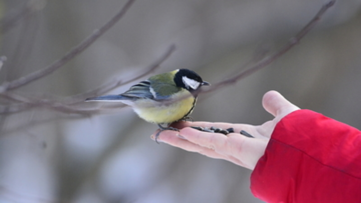На Кубани у реки обнаружили более тысячи мёртвых птиц