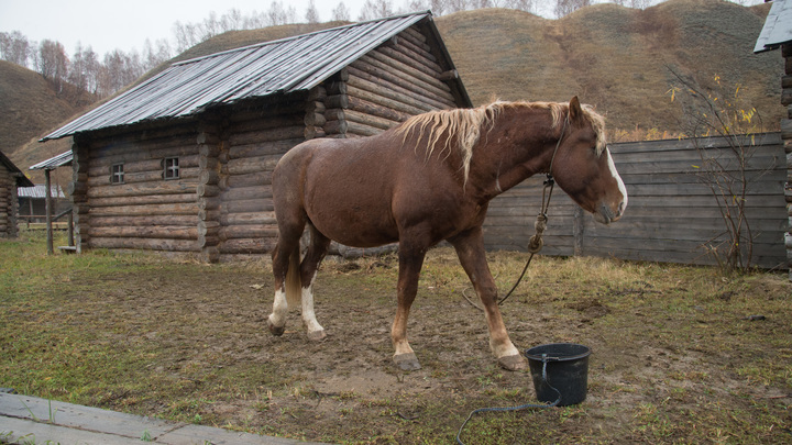 Пожарные в Петербурге четыре часа спасали раненую лошадь