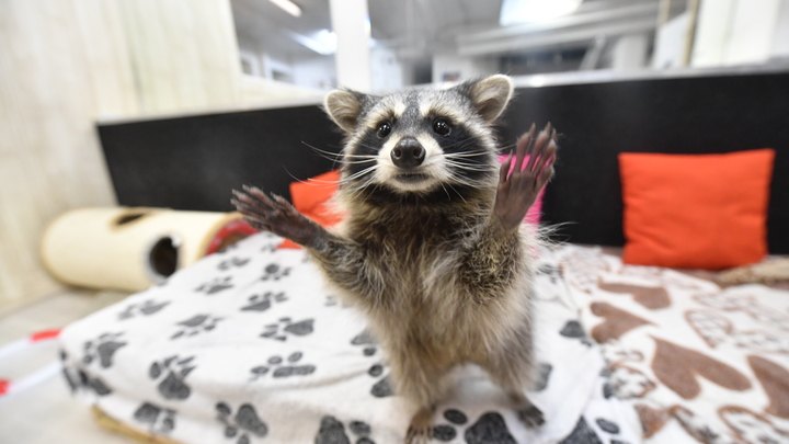 У енота из Херсона появилась постоянная прописка