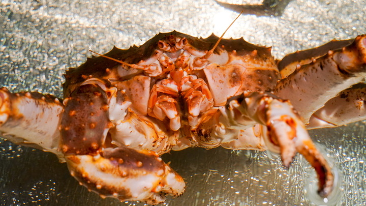 Япония пошла ва-банк. Россия ответила строгим запретом