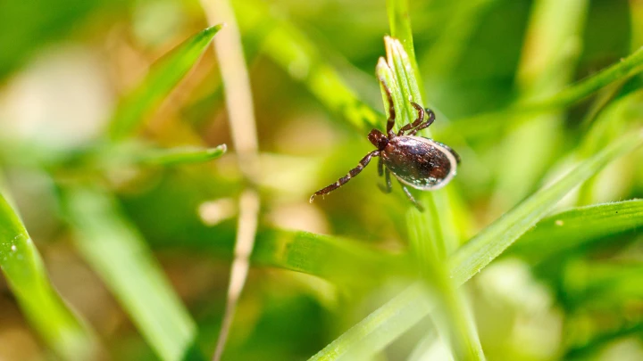 Шесть жителей Новосибирской области скончались после укусов клещей