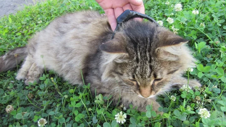 Кот-наркокурьер попытался пробраться в Нижегородскую тюрьму. План провалился