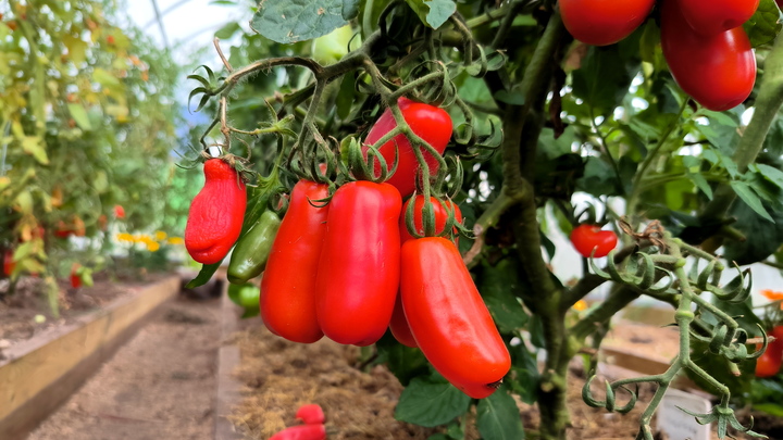 Алкоголь не помогает урожаю. Биолог опроверг миф о растениях - любителях спиртного