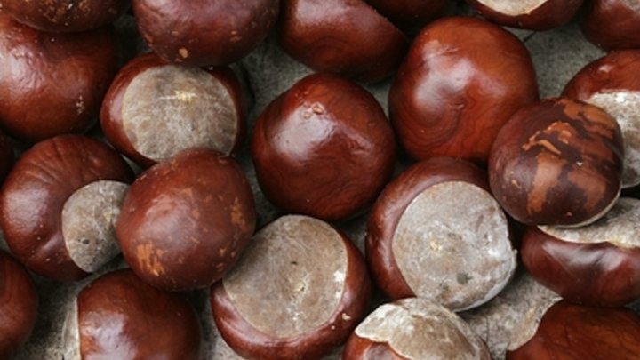 Ореховый Спас 2022: народные приметы, что можно и нельзя делать 29 августа