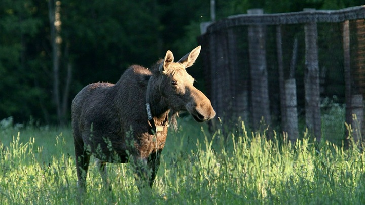 В Бурнаковком микрорайоне стая собак ночью устроила погоню за лосем