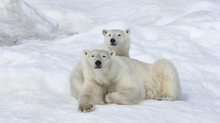 Остров Врангеля. Козырь русских, бьющий любые санкции