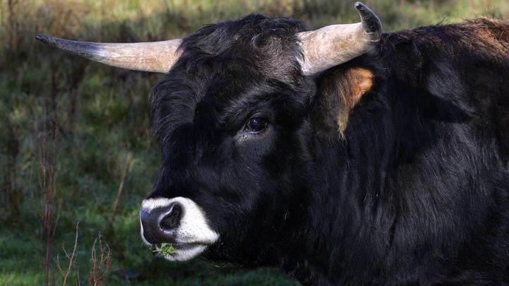 Бык ворвался в толпу лыжников в Сочи: Очевидцы показали кадры с животным