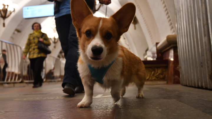 Презумпция невиновности и штраф за лай собаки: Минюст раскрыл, каким будет новый КоАП