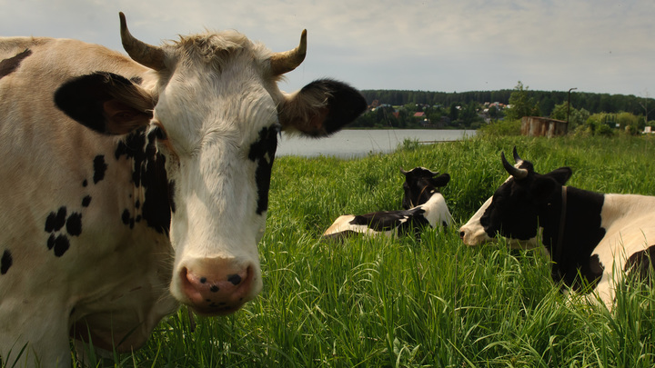 Россельхознадзор сообщил о рисках, связанных с сибирской язвой в Херсонской области