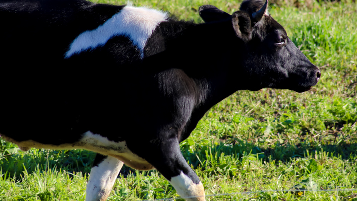 В Самаре введен карантин из-за мальтийской лихорадки