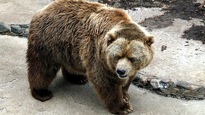 Полицейские отстреливались от медведя, который загрыз грибника в лесу в Кузбассе